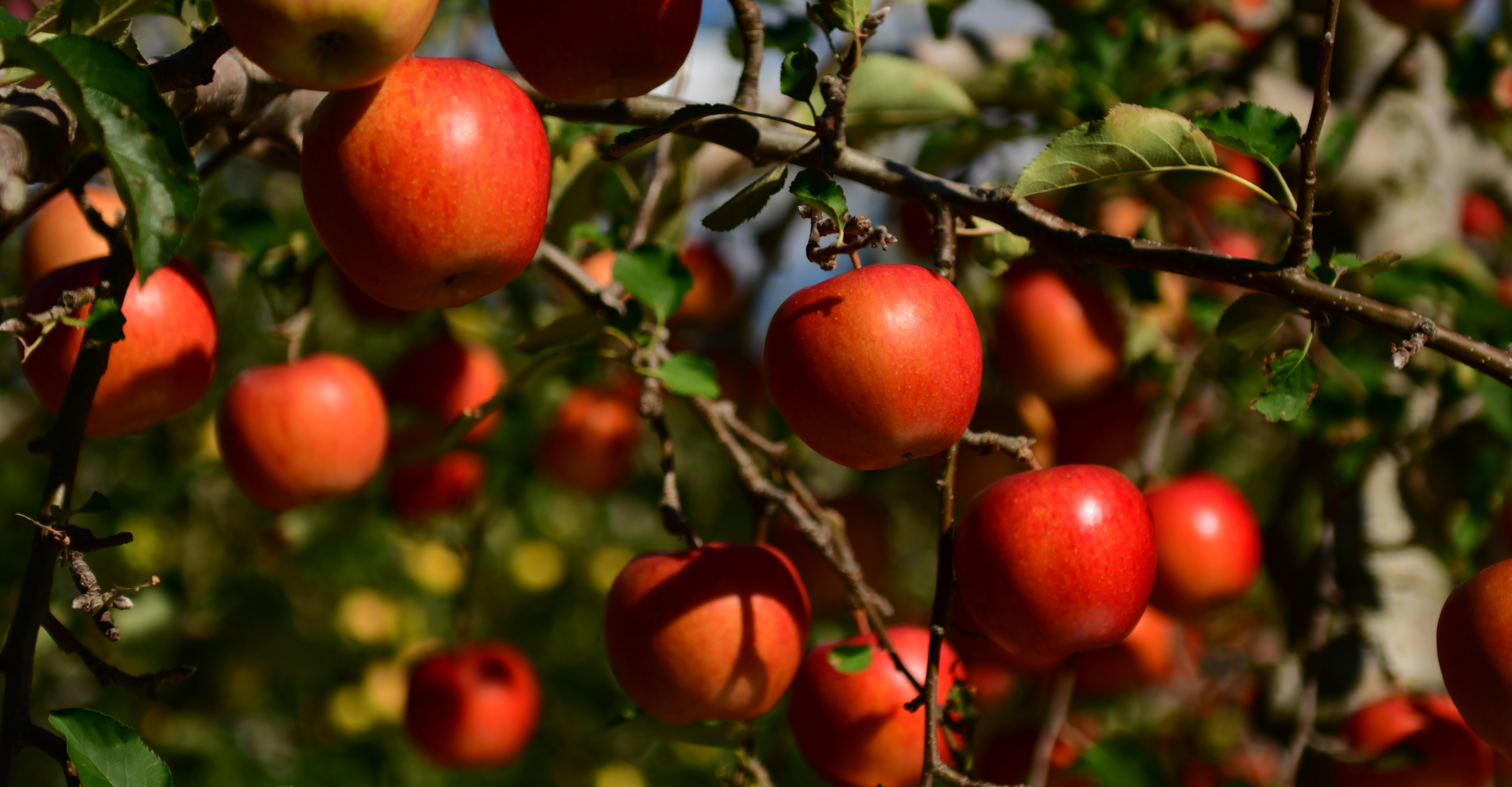 apples growing on a tree