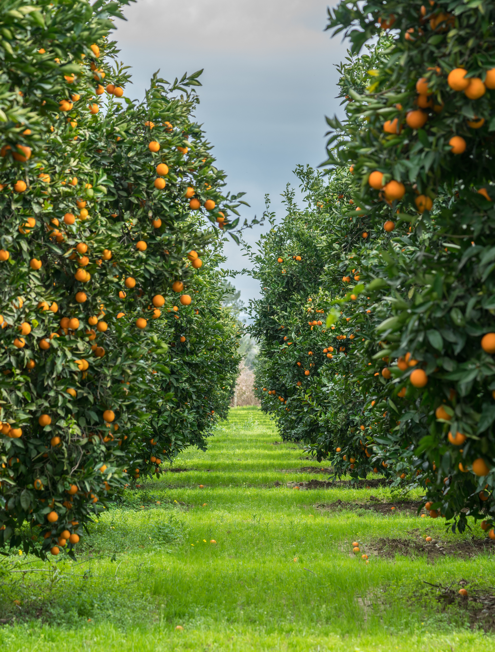 rows of orange trees