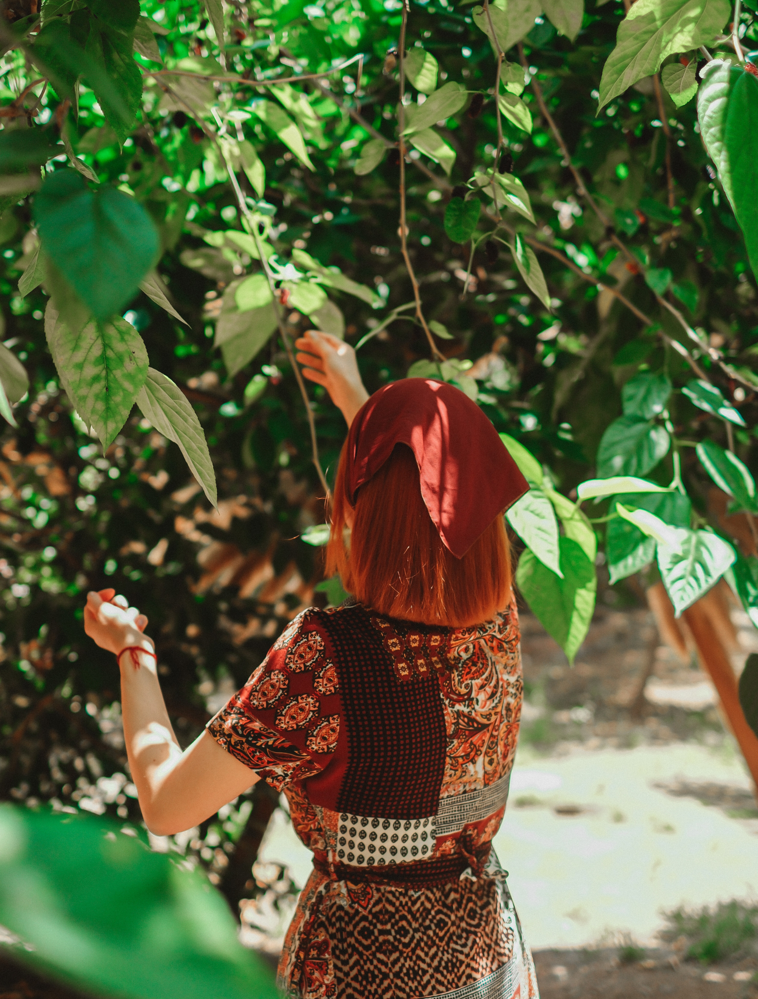 woman picking berries from a tree