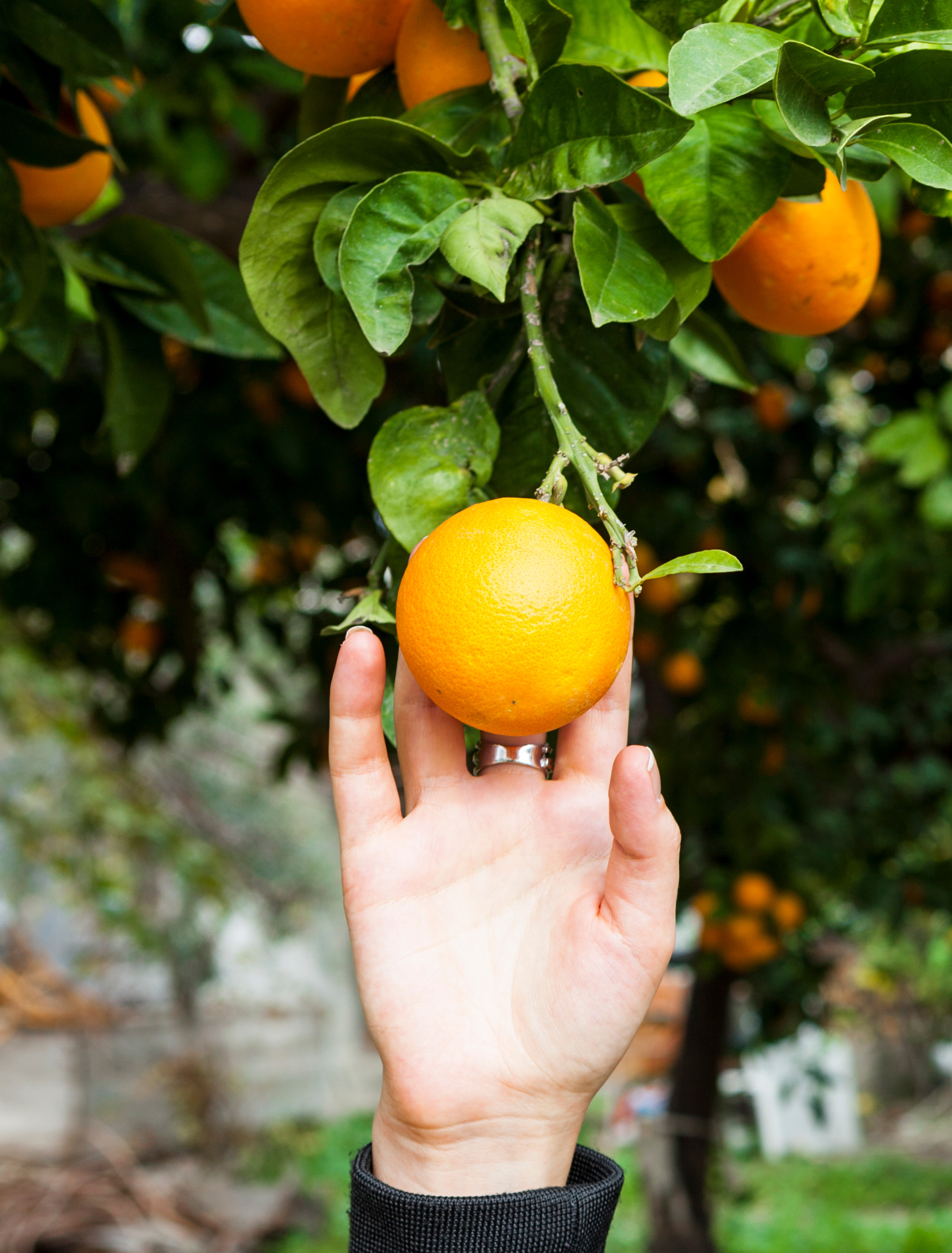 hand picking a fresh orange off a tree