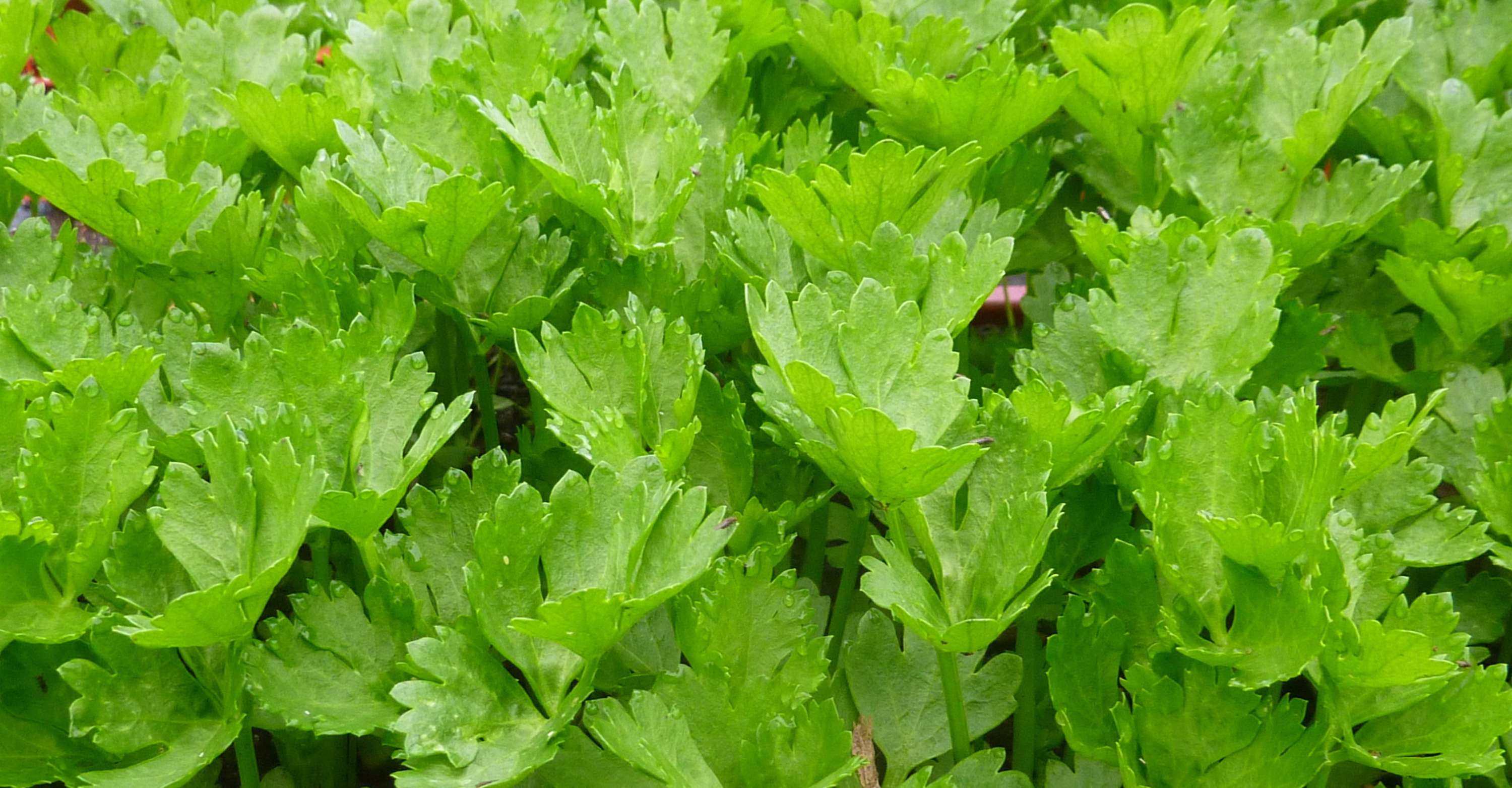 Close up of celery plant